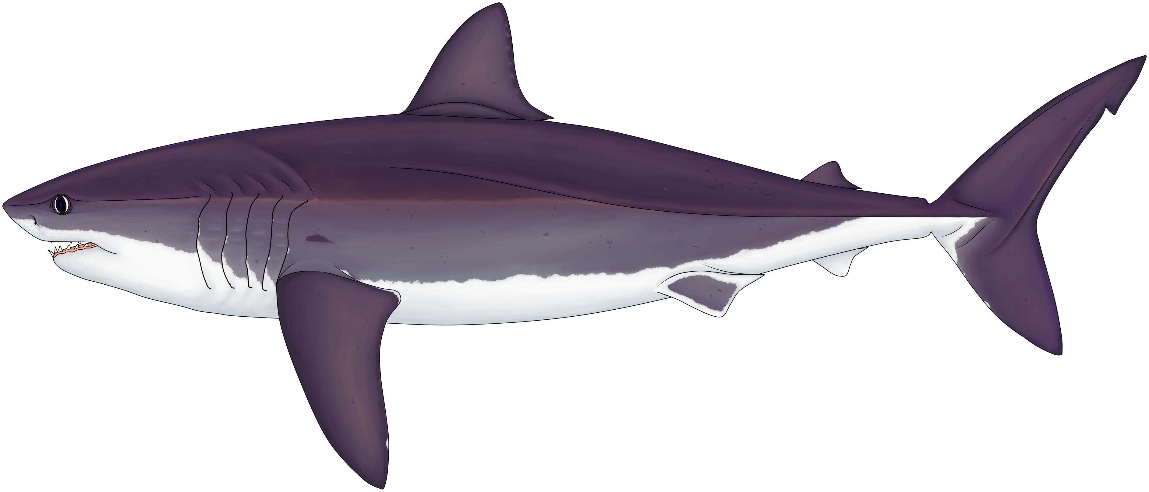 Cretoxyrhina mantelli