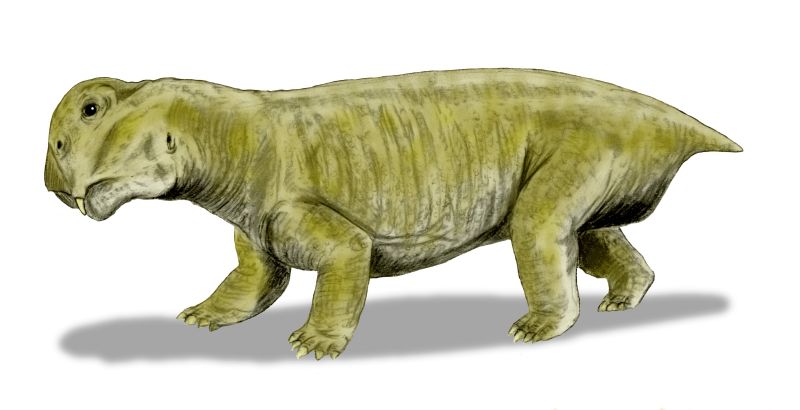 Dicinodontes