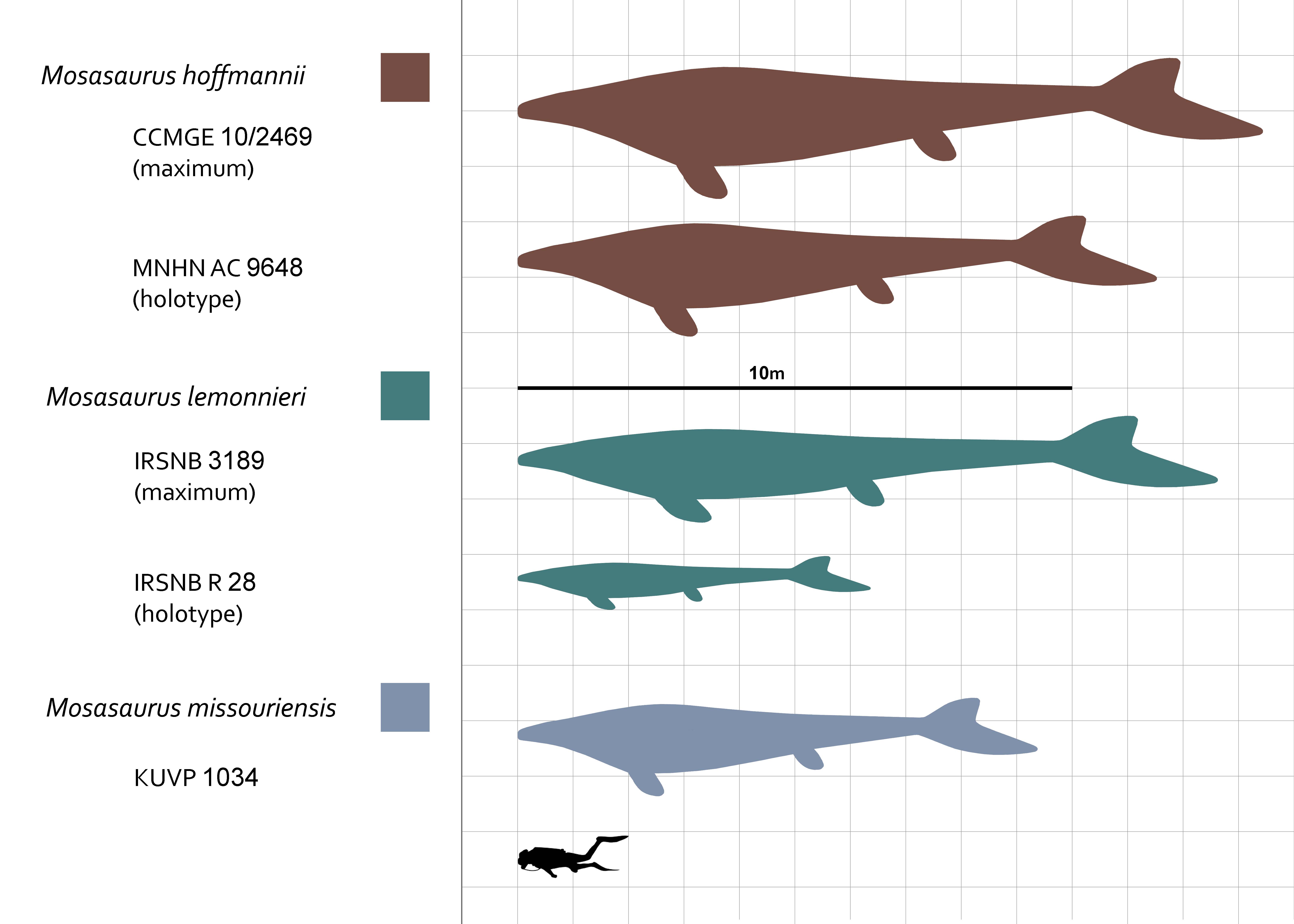 Comparação de tamanho de múltiplos espécimes de Mosasaurus com mergulhador humano para escala.