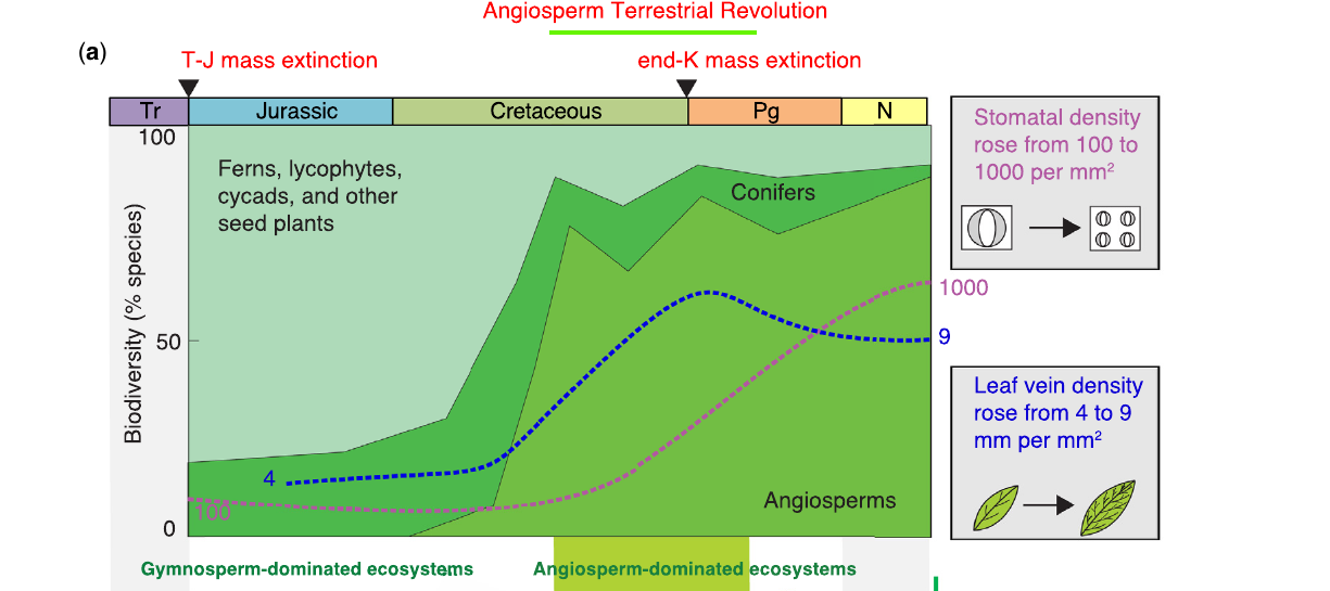 Proporção relativa de samambaias, gimnospermas e angiospermas ao longo do Mesozoico, com curvas de densidade estomática e de nervuras sobrepostas