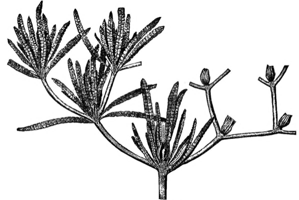 Reconstituição artística de Williamsonia, uma Bennettitale
