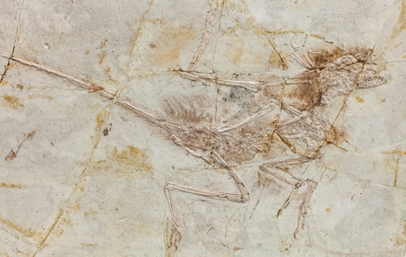 Fóssil de Microraptor gui, Liaoning