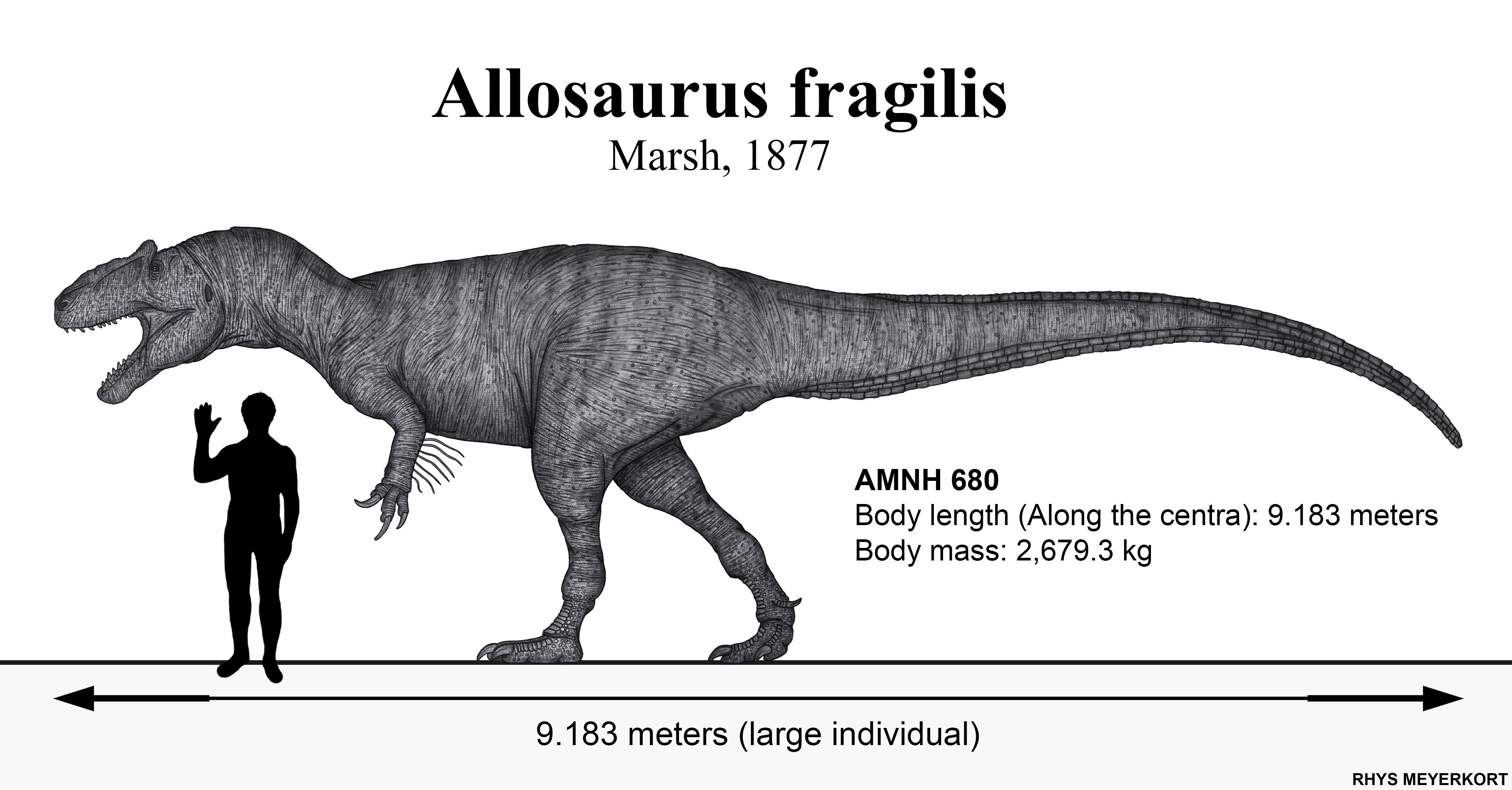 Reconstituição digital de Allosaurus — pesquisas recentes sugerem que a espécie pode ter exibido coloração em partes do rosto, especialmente ao redor das cristas orbitais, possivelmente para comúnicação visual.
