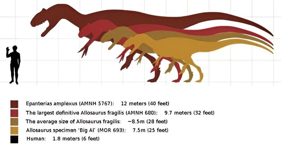 Reconstituição artística de Allosaurus em perfil — as três garras curvas dos membros anteriores eram poderosas ferramentas de preensão usadas para prender presas antes de golpear com as mandíbulas.