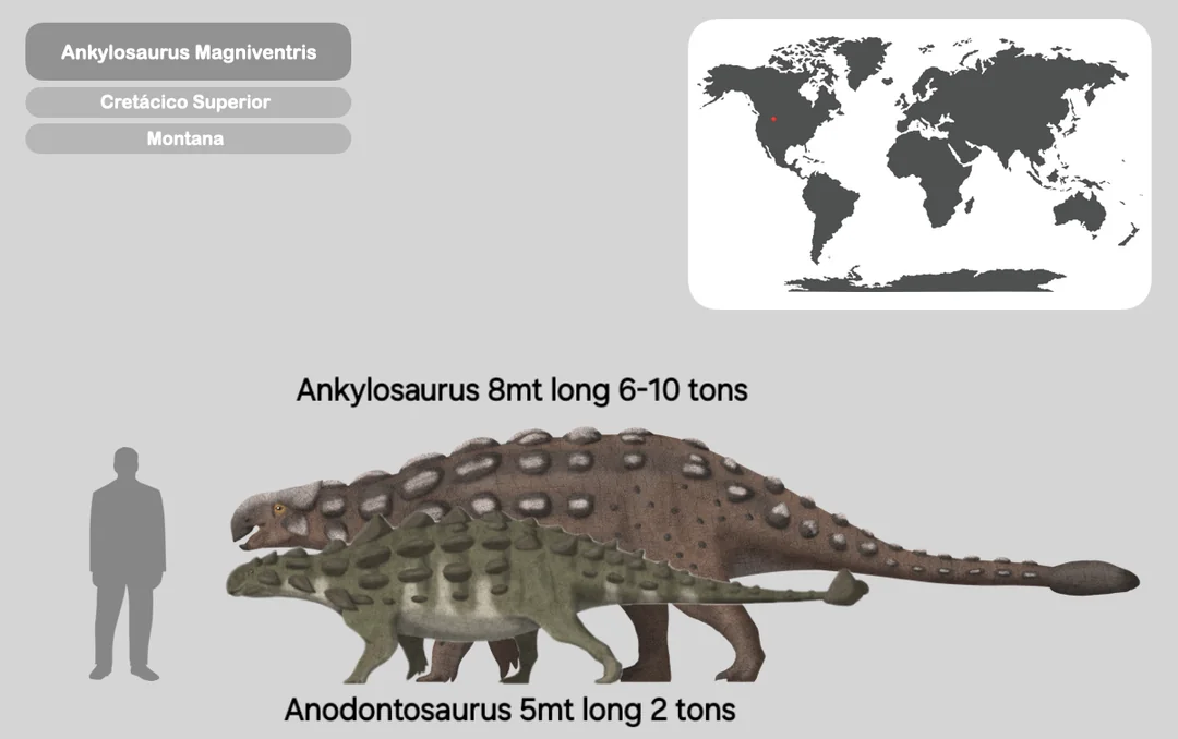 Comparação de tamanho entre Ankylosaurus magniventris e Anodontosaurus lambei, dois anquilossaurídeos da Formação Hell Creek e Horseshoe Canyon.