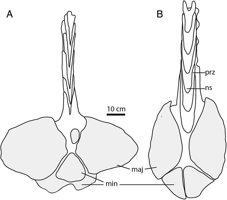 Figura 7 de Arbour & Mallon (2017): clubes caudais de (A) Anodontosaurus (AMNH 5245) e (B) Ankylosaurus magniventris (AMNH 5214) em vista dorsal. Apesar da enorme diferença de tamanho corporal entre as espécies, os clubes possuem dimensões próximas (~60 cm de largura), sugerindo restrições biomecânicas na evolução da estrutura. Siglas: maj = osteodermo maior do nó, min = osteodermo menor, ns = espinha neural, prz = prezigapófise.
