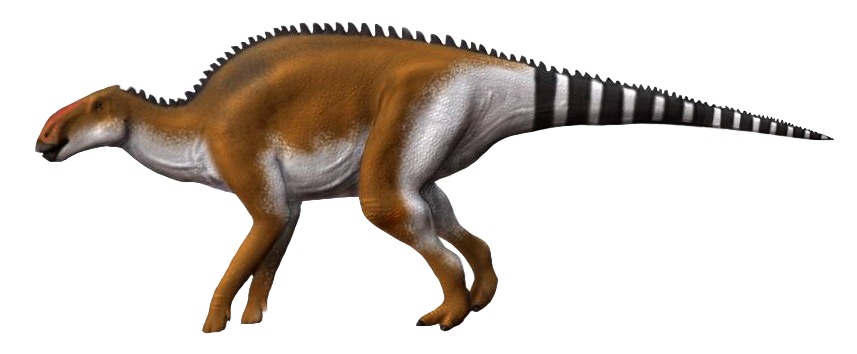 Brachylophosaurus canadensis