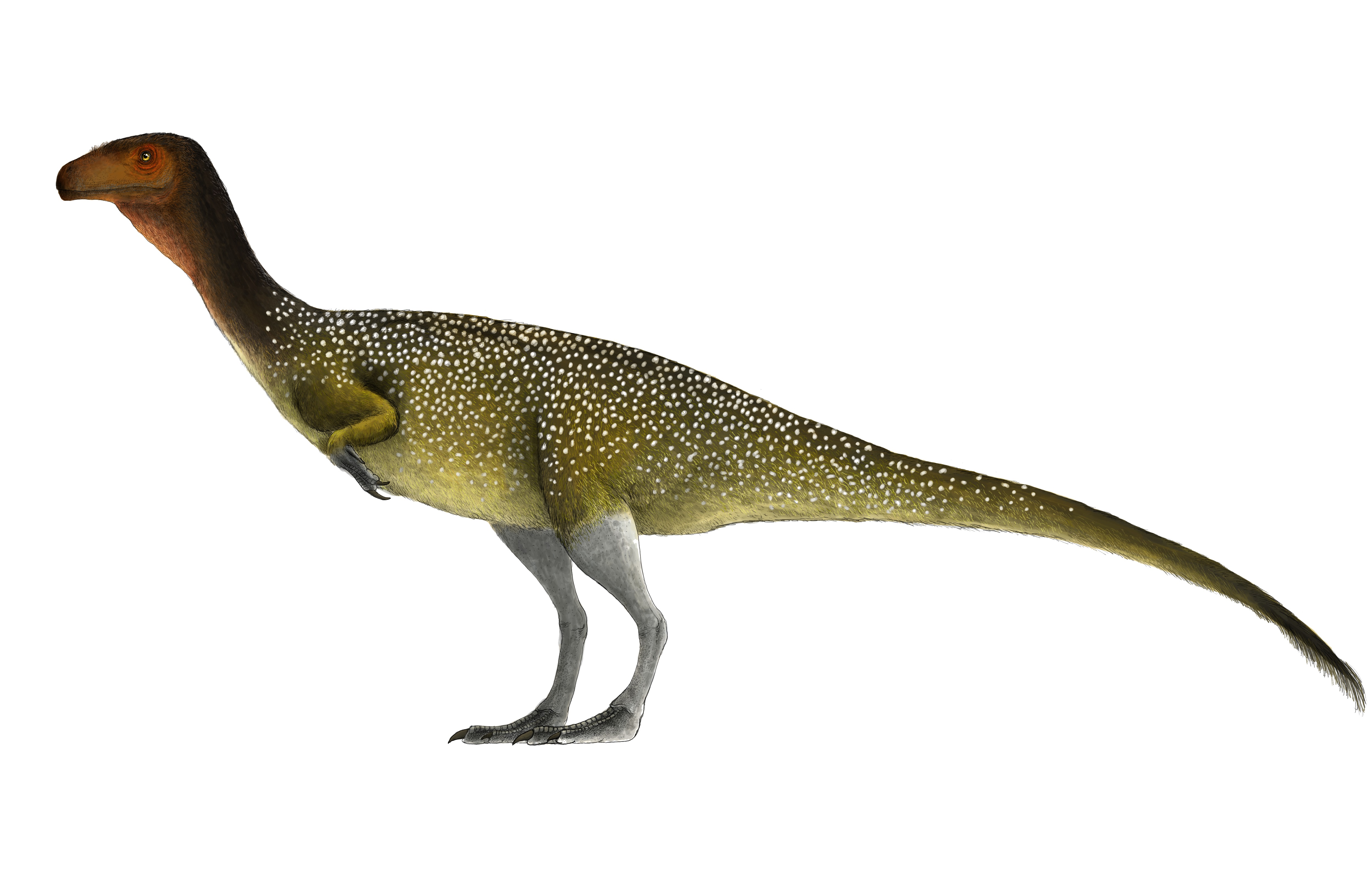 Chilesaurus diegosuarezi