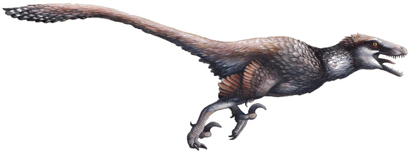 Dakotaraptor steini