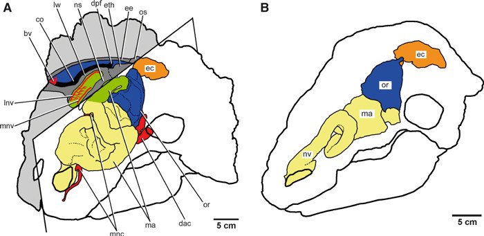 Figura 1 de Miyashita et al. (2011): reconstrução dos compartimentos de tecidos moles da cabeça de Euoplocephalus tutus em seção parassagital (A) e vista lateral sintetizada (B), baseada em observação osteológica direta e tomografia computadorizada. Regiões coloridas: passagens nasais (amarelo), cavidade endocraniana (azul), cavidade do ouvido médio/cápsula ótica (laranja), órbita (or), adutor mandibular (ma). A figura evidência o volume excepcional ocupado pela região olfativa, maior que o da própria cavidade endocraniana.