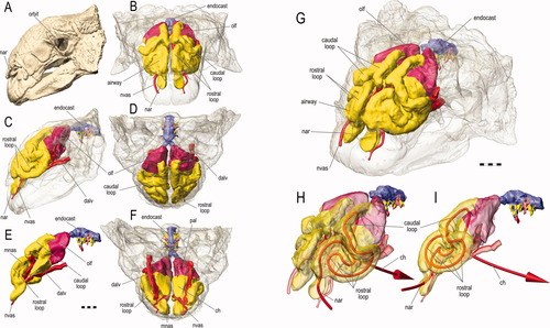 Figura 8 de Witmer & Ridgely (2008): reconstrução 3D do crânio de Euoplocephalus tutus a partir de tomografia computadorizada, revelando o trajeto em alças da cavidade nasal — com 'alça rostral' (rostral loop) e 'alça caudal' (caudal loop) — mais complexo do que qualquer outra passagem nasal de dinossauro conhecida. As setas vermelhas em H e I mostram o fluxo de ar inspirado entrando pelas narinas (nar) e percorrendo os loops antes de atingir a região olfativa (olf) e as coanas internas (ch). Este foi o achado mais impactante do artigo: o caminho nasal triplica o comprimento efetivo do crânio.