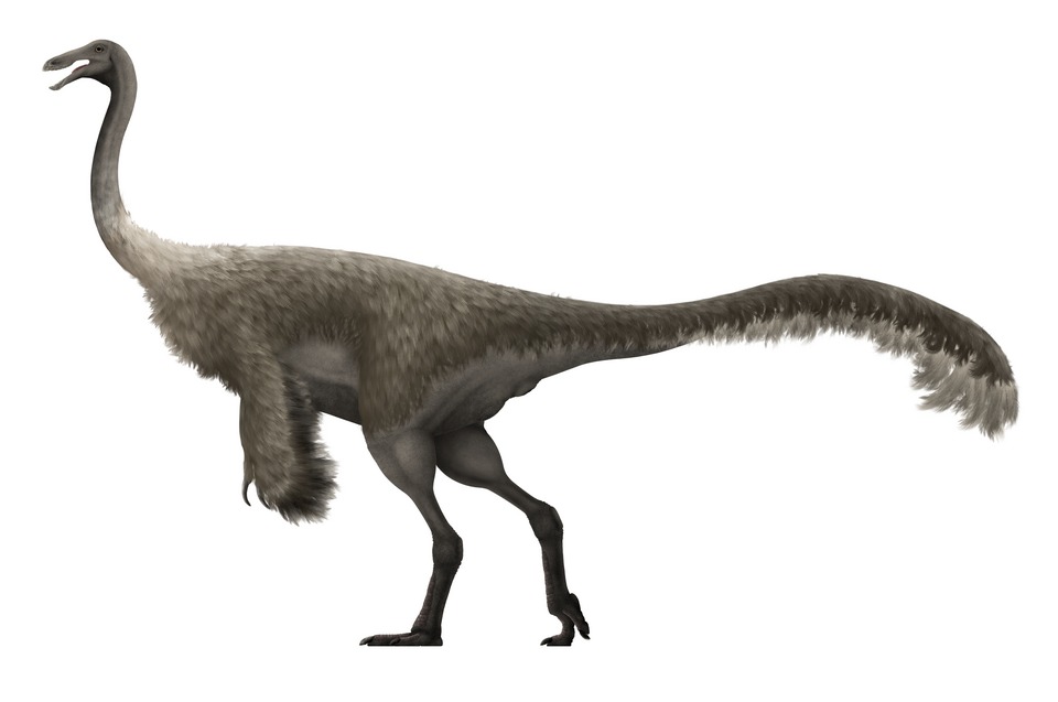 Gallimimus bullatus