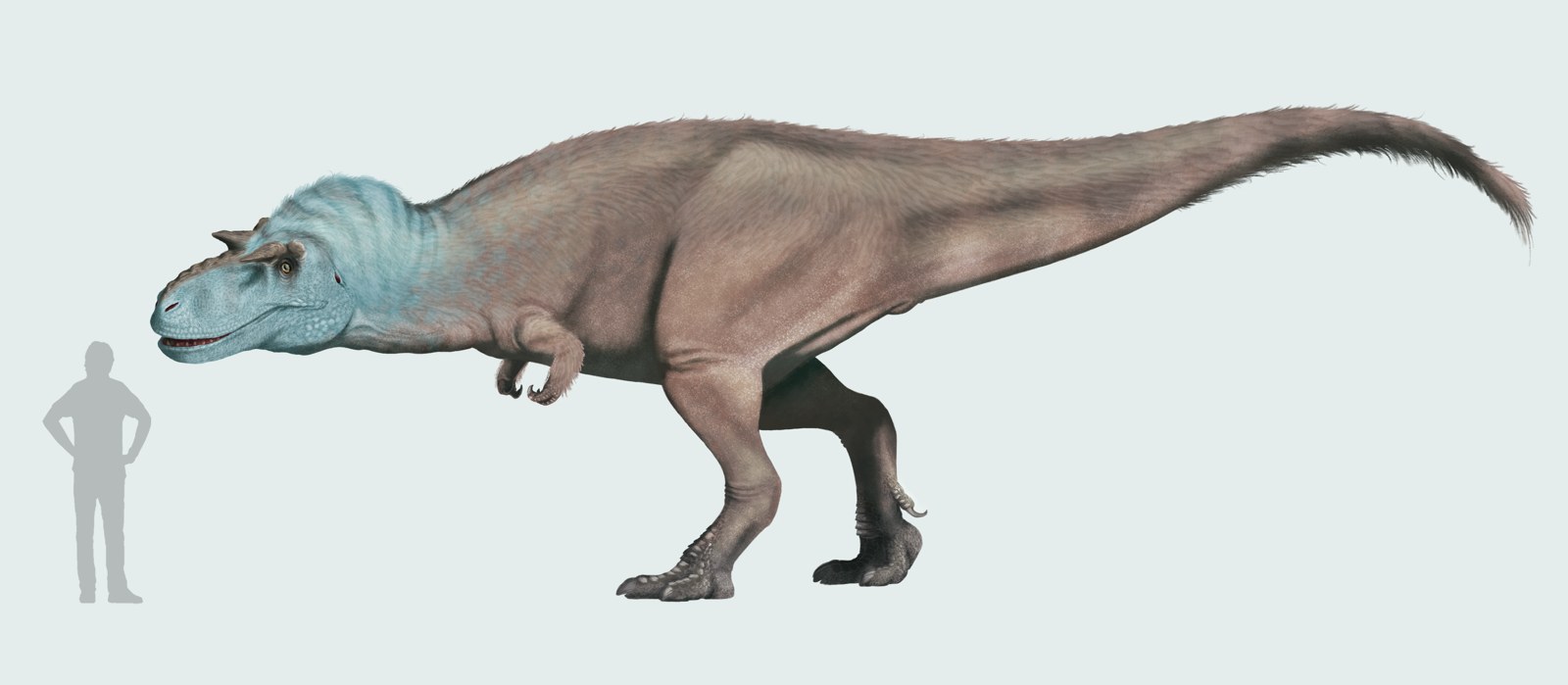 Gorgosaurus libratus