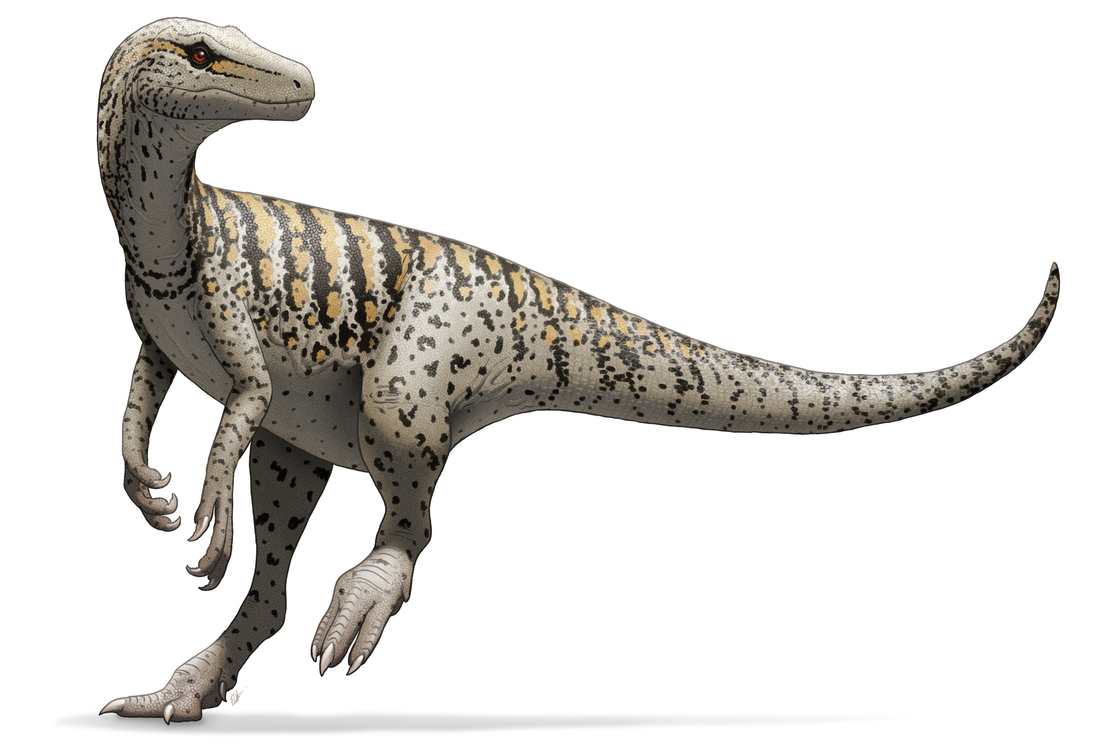 Herrerasaurus ischigualastensis