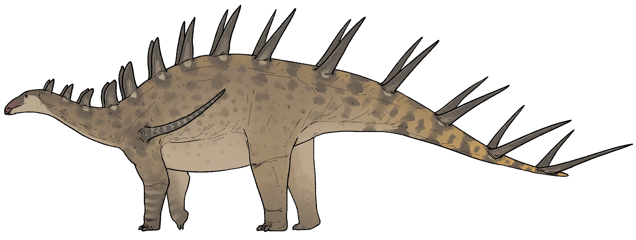 Kentrosaurus aethiopicus
