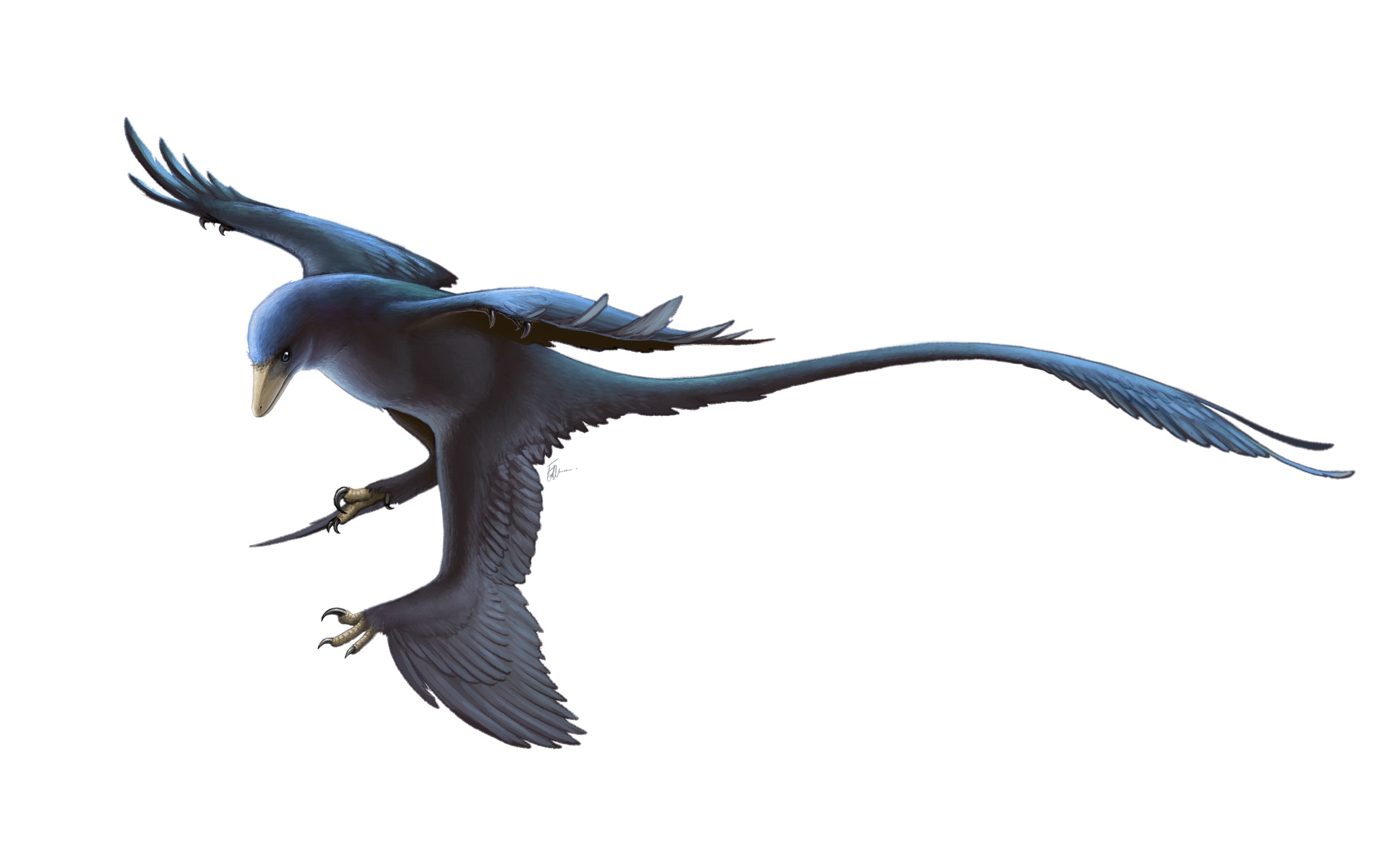 Microraptor gui