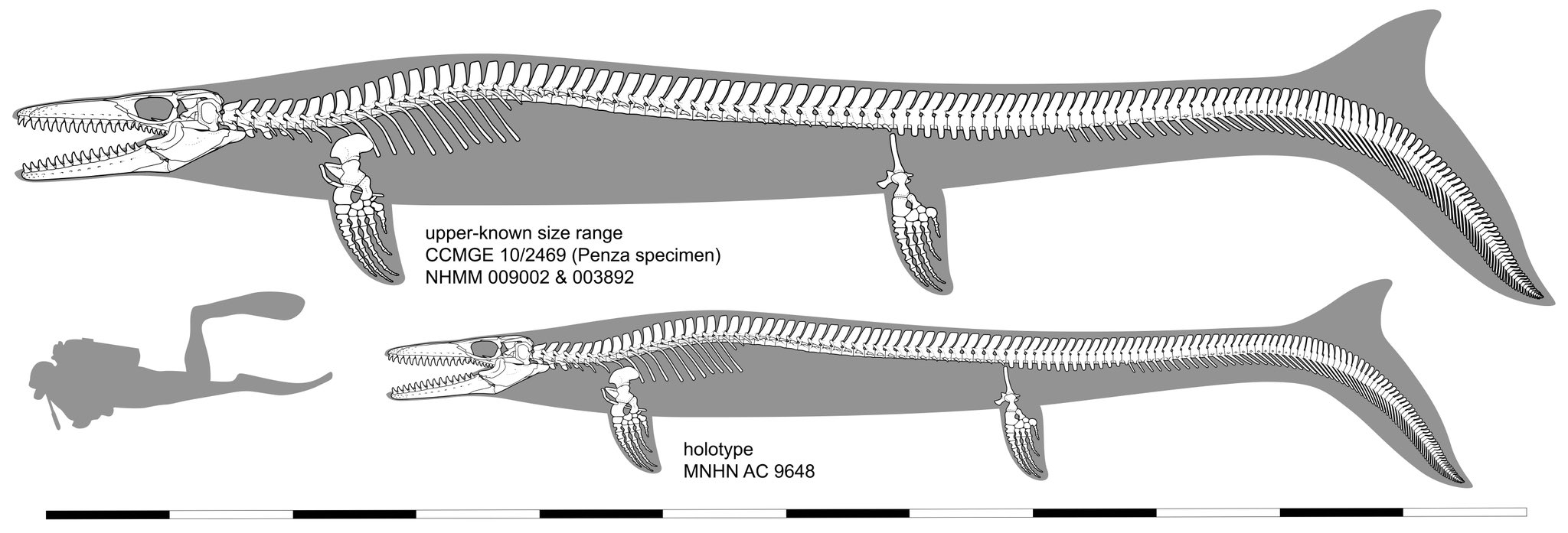 Diagrama esqueletal comparativo de Mosasaurus hoffmannii: holótipo MNHN AC 9648 (abaixo) e maior exemplar conhecido CCMGE 10/2469 (espécime de Penza) e NHMM 009002 e 003892 (acima). Silhueta de mergulhador humano fornece escala.
