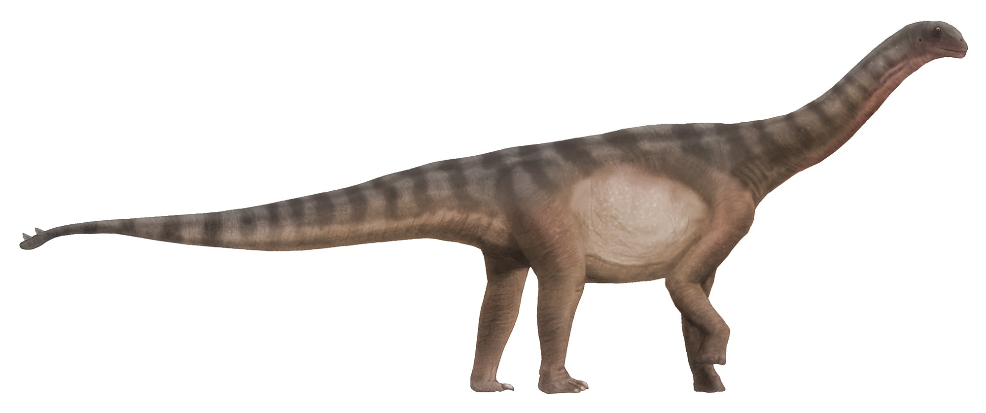 Shunosaurus lii