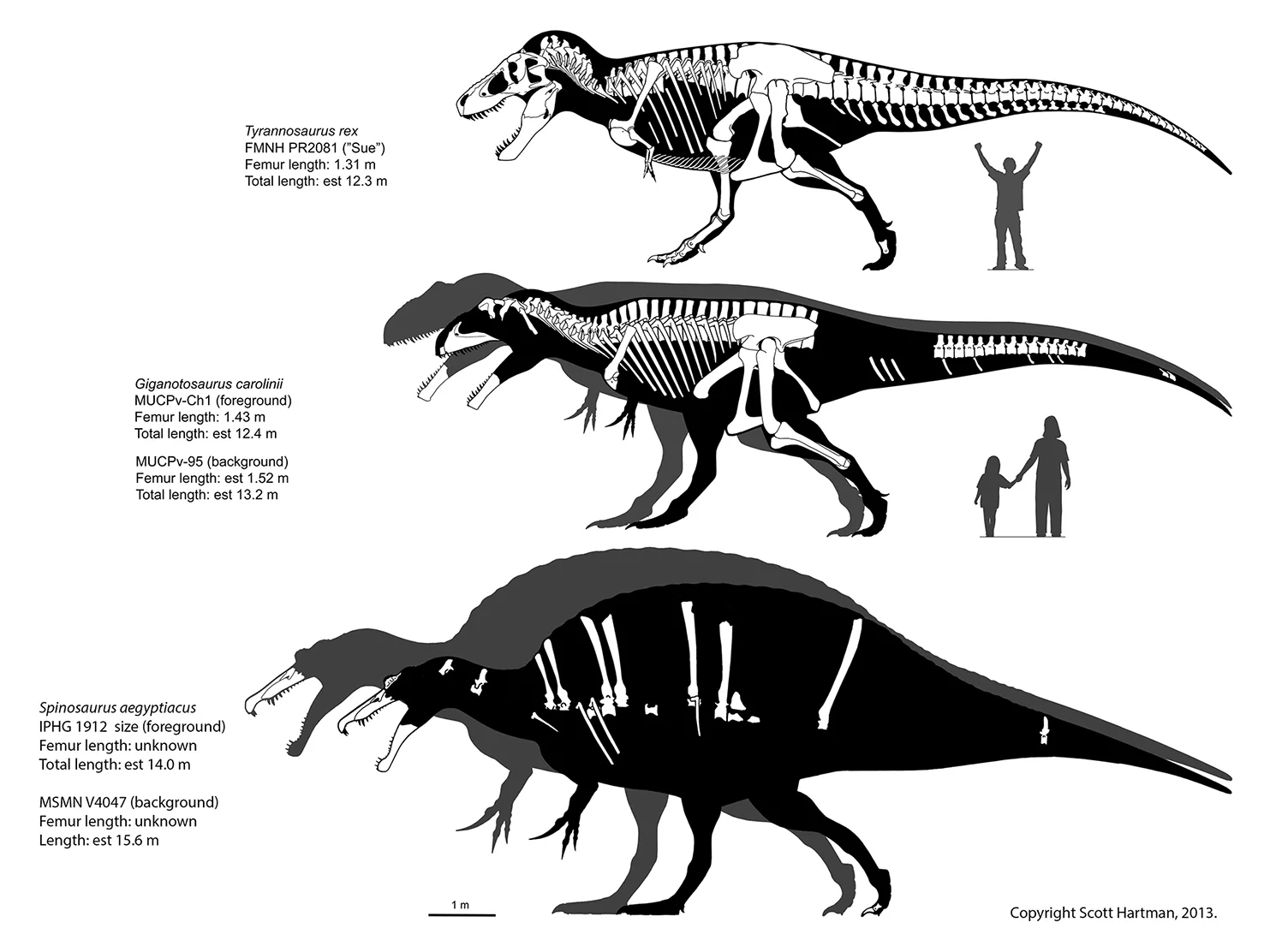 Diagrama comparativo de tamanho de Spinosaurus aegyptiacus com silhueta humana para escala.