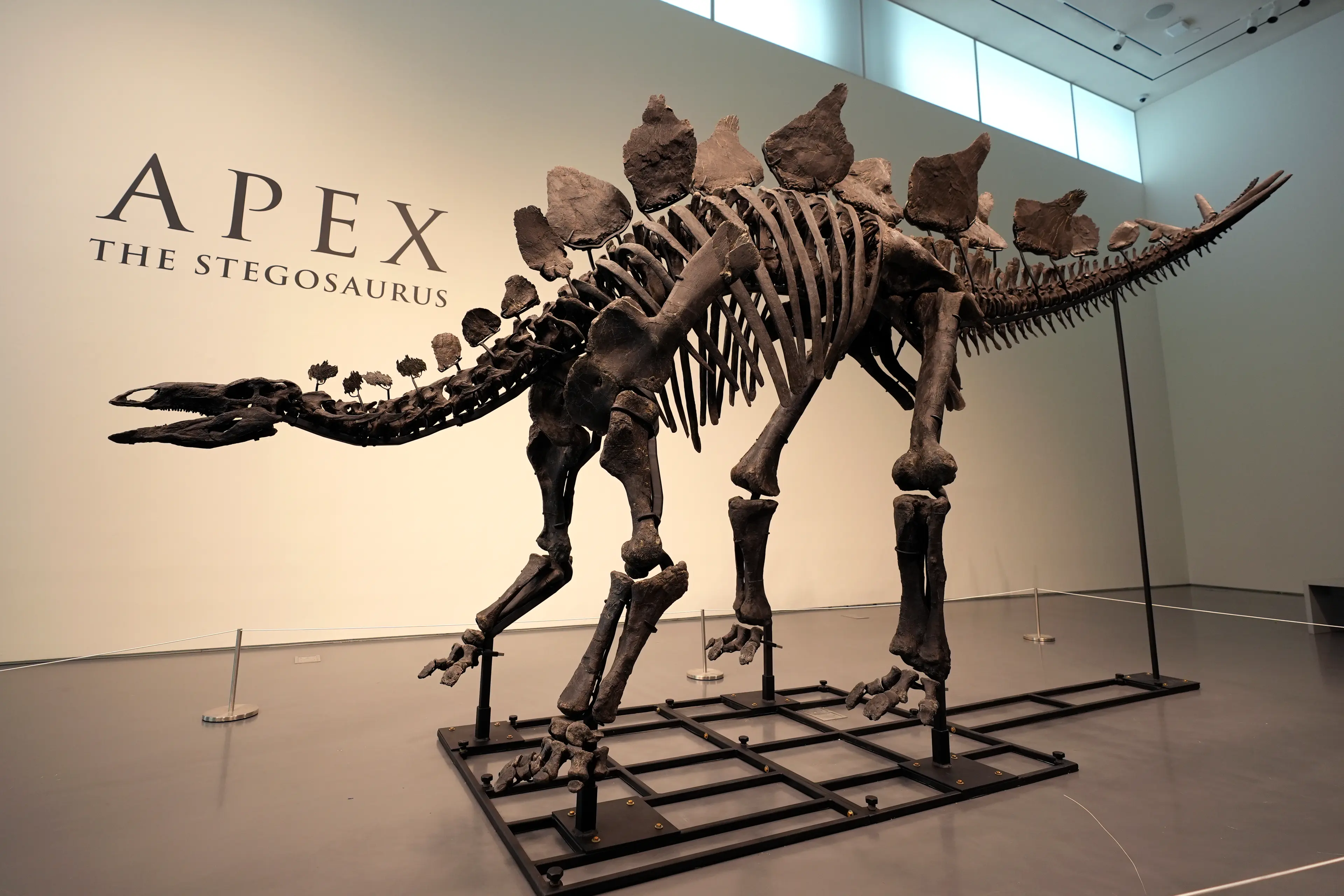 Stegosaurus em reconstituição artística — pesquisas recentes sobre o espécime 'Sophie' (NHM Londres) revelaram detalhes inéditos da anatomia postcraniana, incluindo a posição exata das vértebras e costelas.