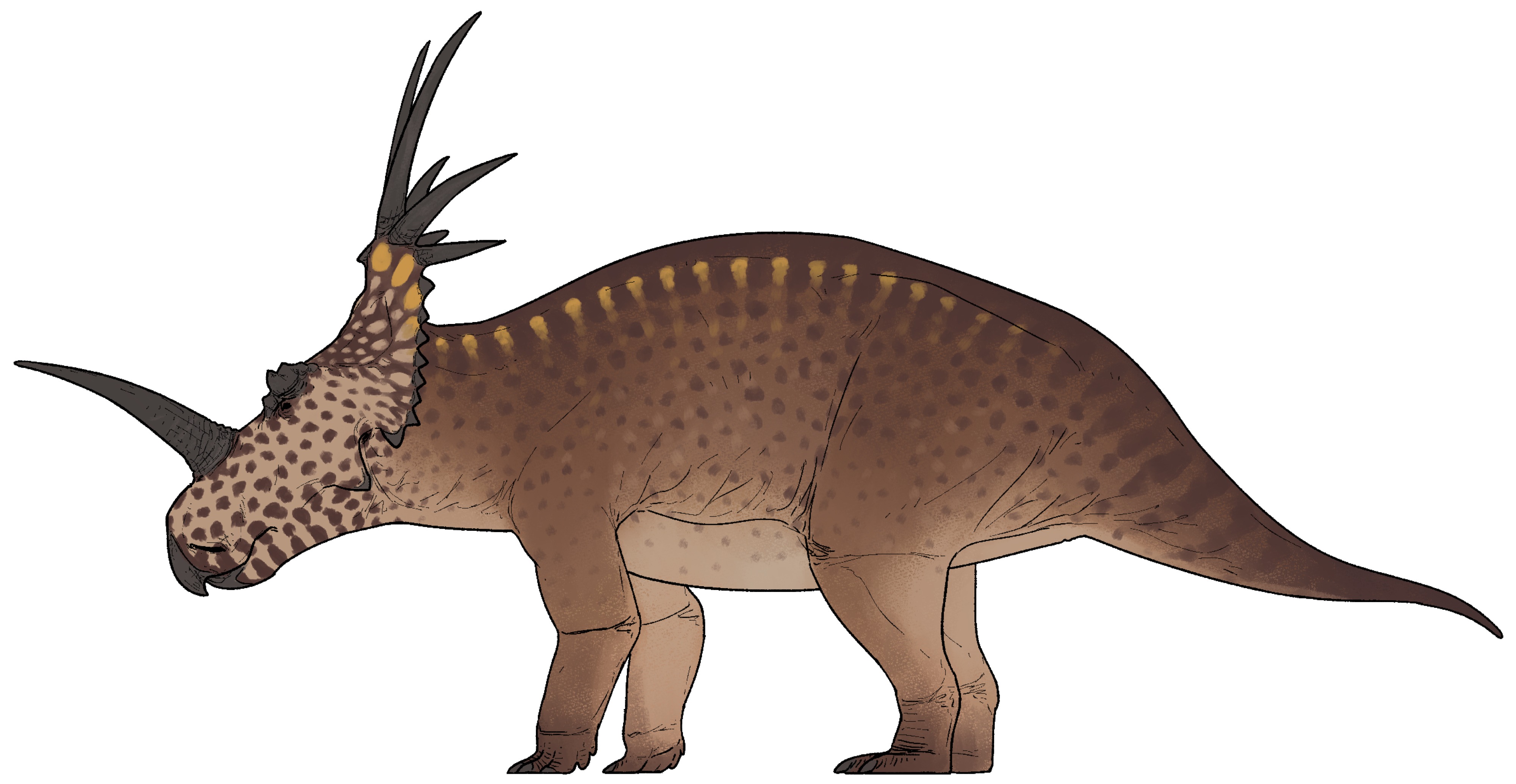 Styracosaurus albertensis