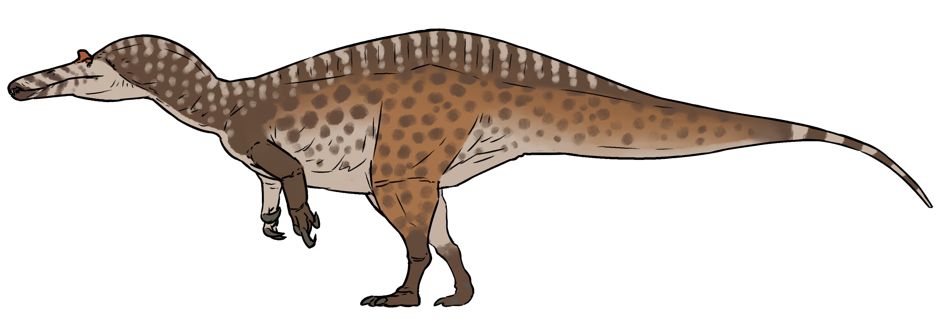 Suchomimus tenerensis