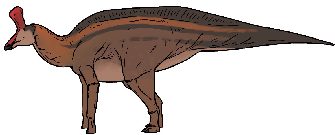 Tsintaosaurus spinorhinus