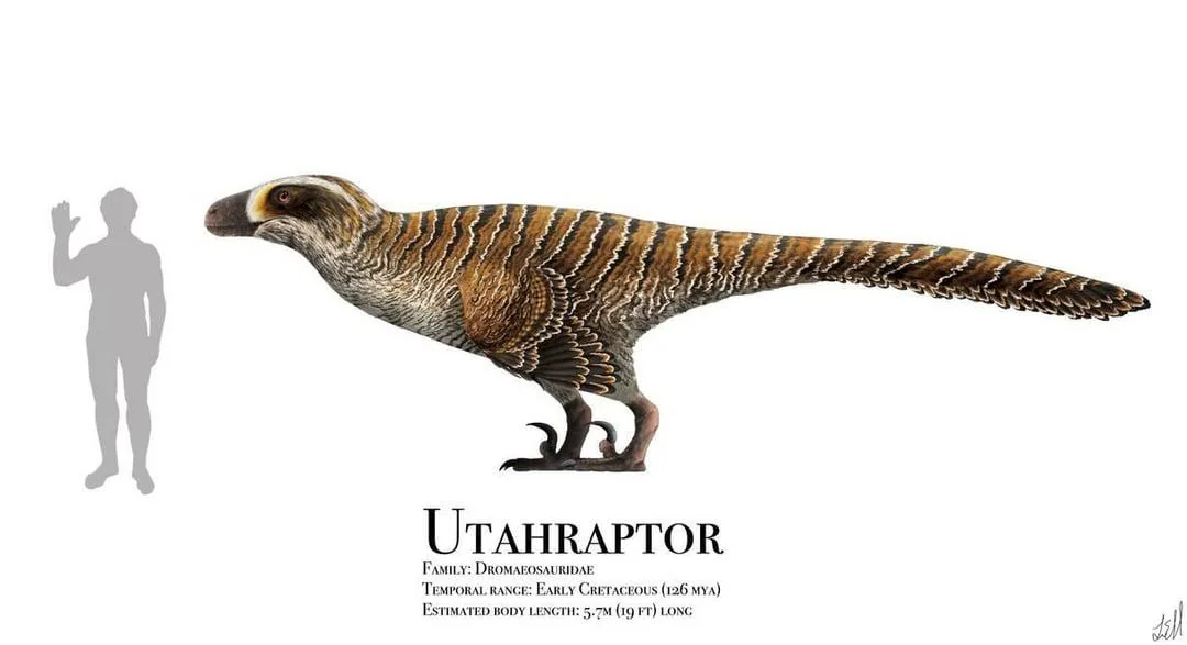 Comparação de escala entre Utahraptor e ser humano adulto — com 6 metros de comprimento e até 500 kg, o Utahraptor era fisicamente intimidante, justificando o apelido 'Super Slasher' dado por seus descobridores.