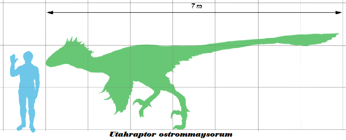 Proporções corporais de Utahraptor — as pernas longas e musculosas sugerem velocidade considerável, com estimativas de até 25 km/h em corrida, combinadas com a força necessária para usar a garra foice de forma eficaz.
