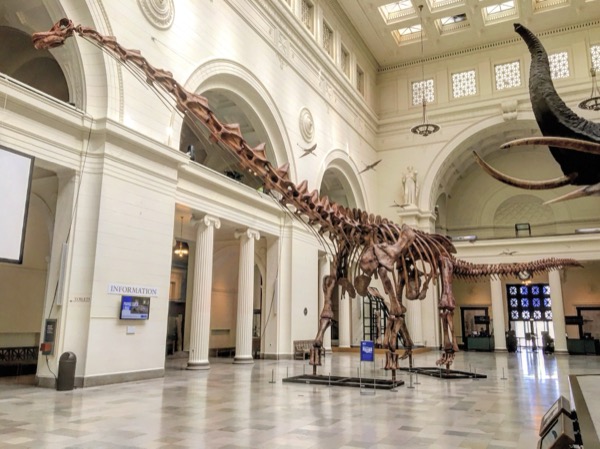Esqueleto de Patagotitan, Field Museum