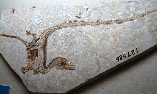 Fóssil de Sinosauropteryx com proto-penas